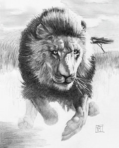 240x300 Kutenda Drawing - Male Lion Drawing