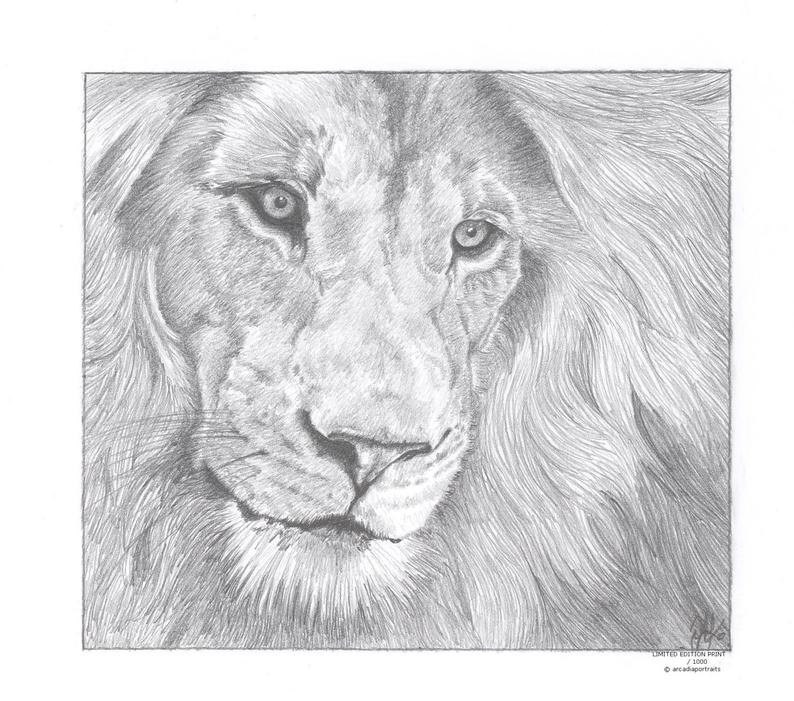 794x701 Male Lion Limited Edition Art Drawing Print Signed - Male Lion Drawing