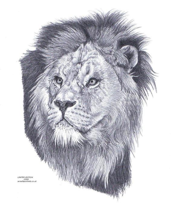 570x709 Male Lion Limited Edition Art Drawing Print Signed - Male Lion Drawing