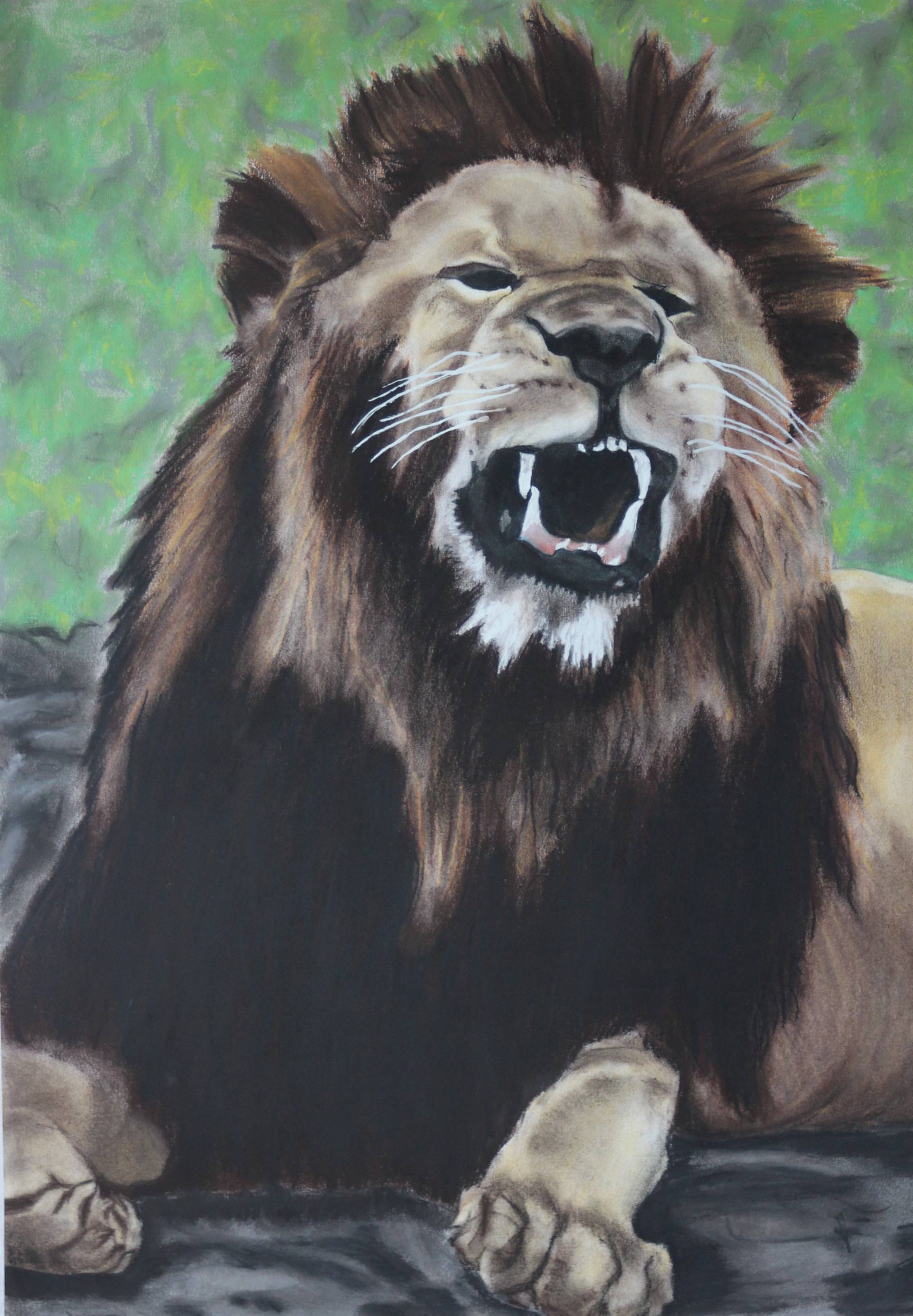 Male Lion Drawing at Explore collection of Male