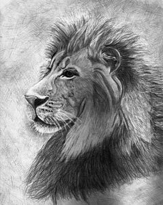 239x300 Male Lion Keeping Watch Drawing - Male Lion Drawing