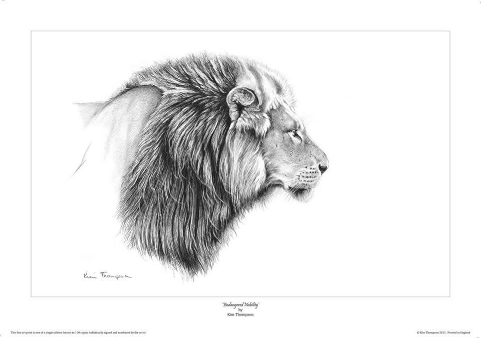 960x674 Male Lion Profile Drawing - Male Lion Drawing