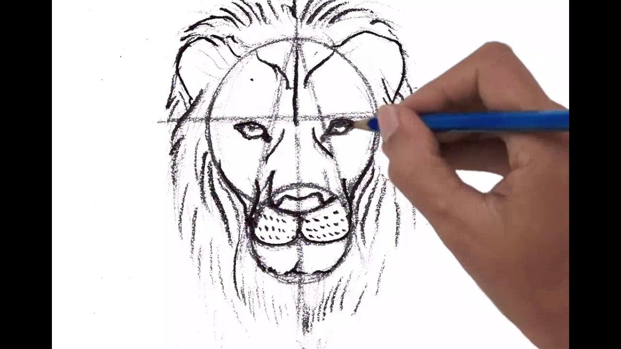 1280x720 Male Lion Head, Front View - Male Lion Drawing