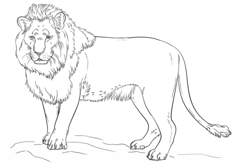 480x333 Male Lion Standing Animaux Sauvages Drawings, Lion Drawing - Male Lion Drawing