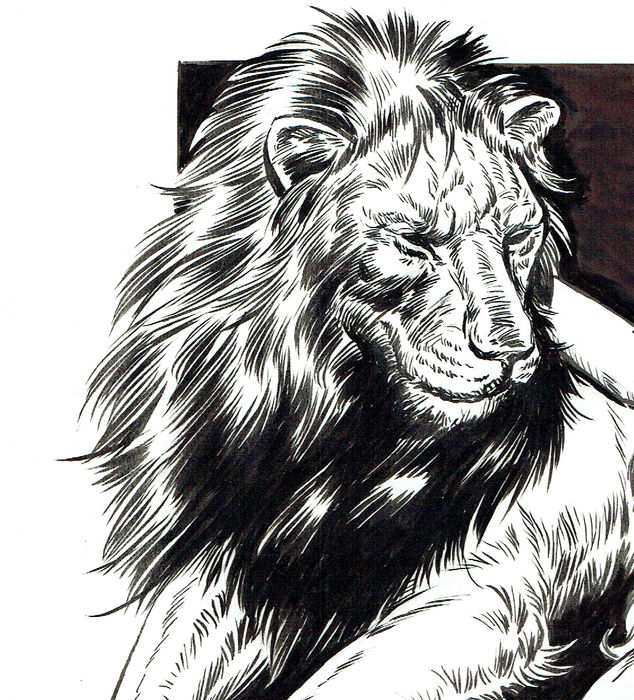 Male Lion Drawing at PaintingValley.com | Explore collection of Male
