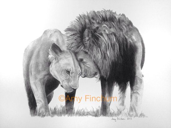 570x428 The Lions Print Female Lion Male Lion Pencil - Male Lion Drawing