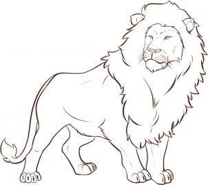 302x269 How To Draw A Lion Step Painted! And Drawing - Male Lion Drawing