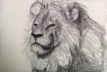 375x251 relaxed male lion drawing - Male Lion Drawing