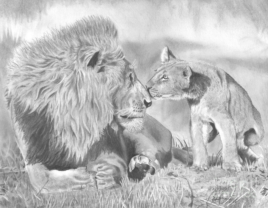 900x699 Father And Cub Drawing - Male Lion Drawing