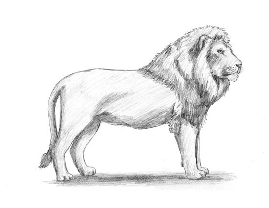 550x425 How To Draw A Lion - Male Lion Drawing