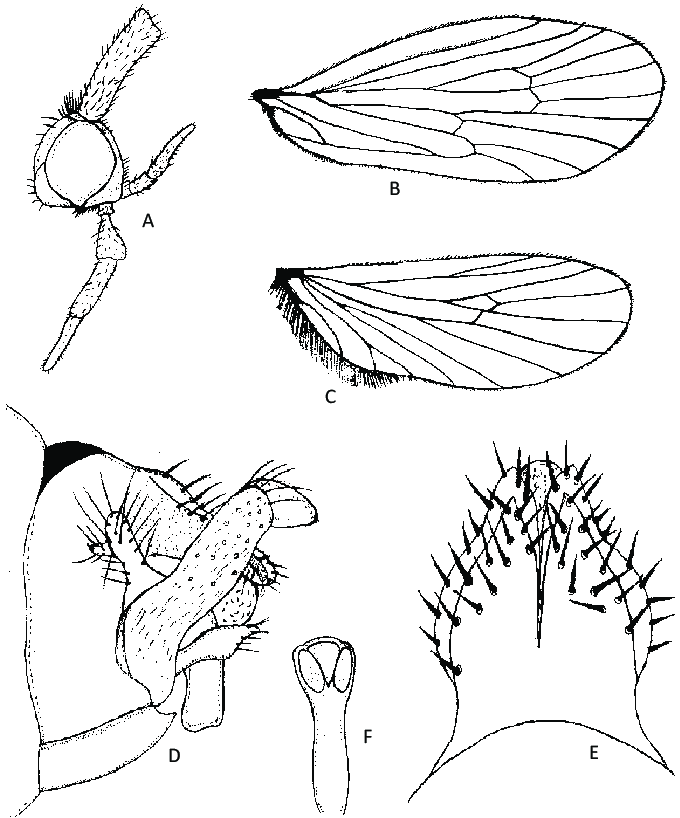 680x818 Lepidostoma Nuburagangai Sp Nov - Male Mouth Drawing