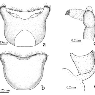 320x320 Outline Drawing Of Long Humeri - Male Outline Drawing