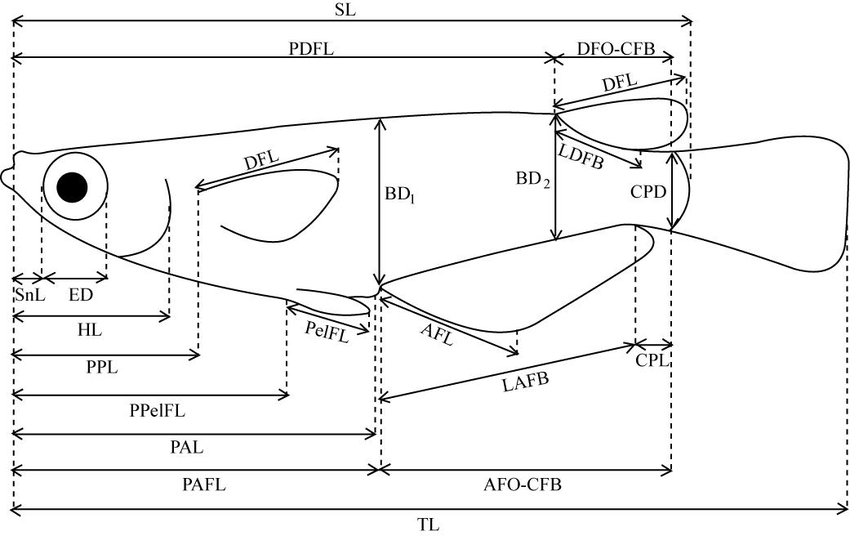 850x536 outline drawing of a male oryzias indicating the points - Male Outline For Drawing