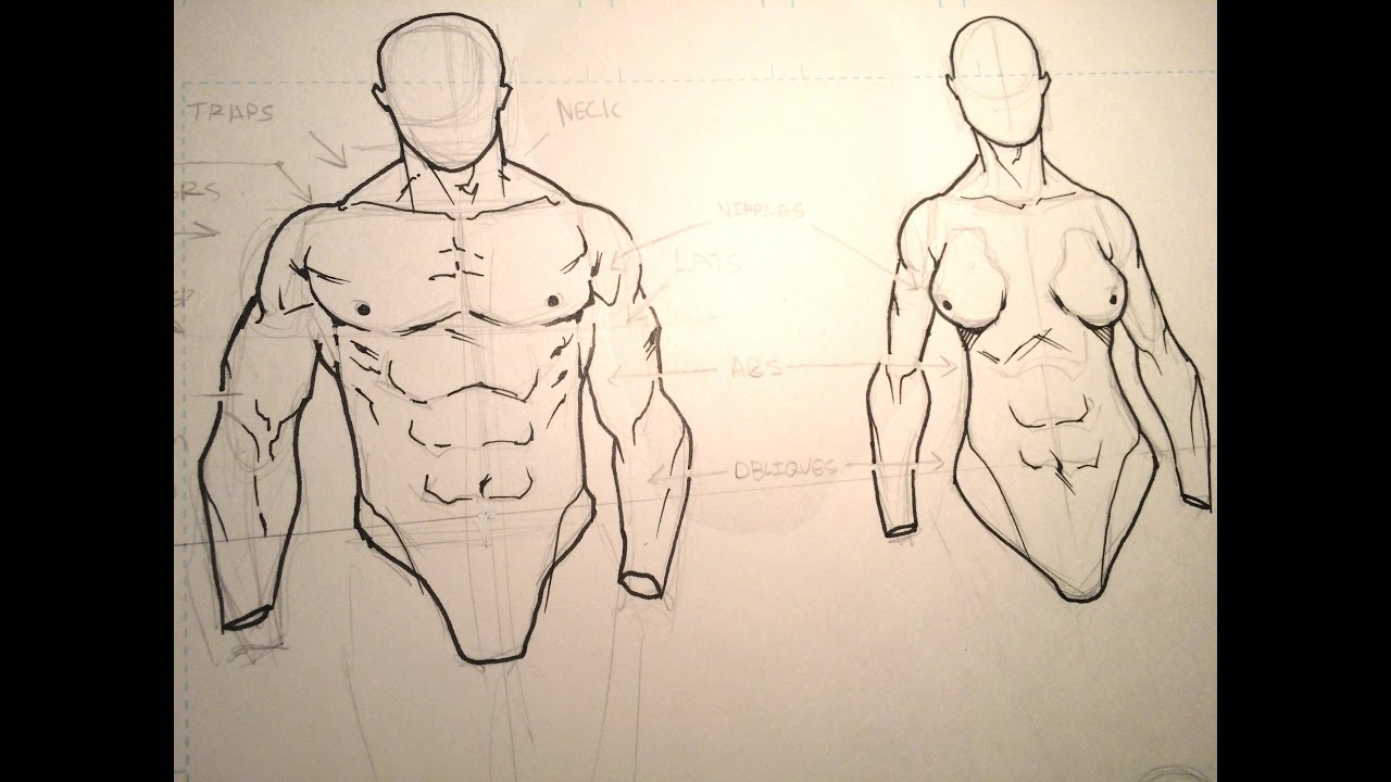 1280x720 How To Draw The Male Torso - Male Torso Drawing
