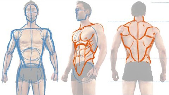 700x394 How To Draw The Male Figure And Torso Muscles - Male Torso Drawing