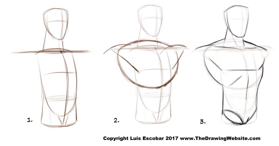 1104x579 bruce timm male torso the drawing website - Male Torso Drawing