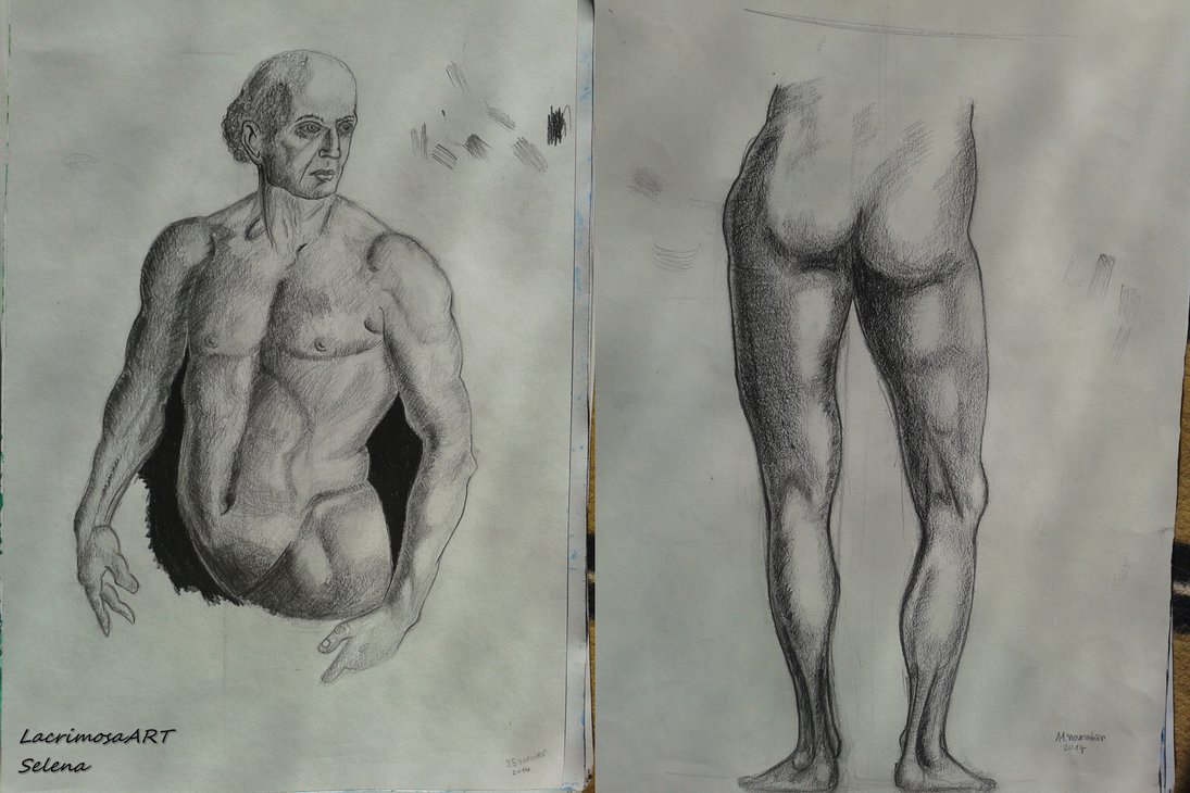 1095x730 Anatomy Of Male Upper Body And Contrapposto - Male Upper Body Drawing
