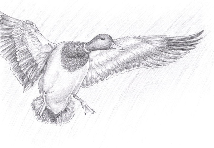 Mallard Duck Drawing At Paintingvalley Com Explore Collection Of