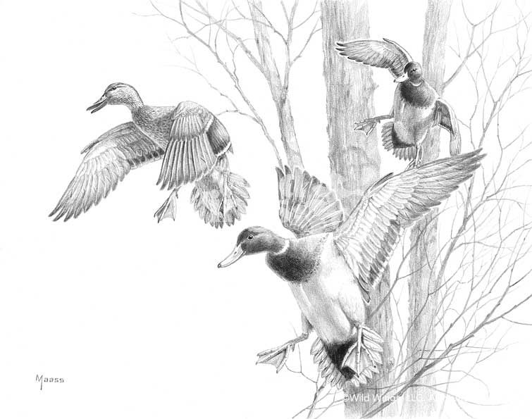 755x595 mallard drake sketch wild side in duck hunting tattoos - Mallard Drawing