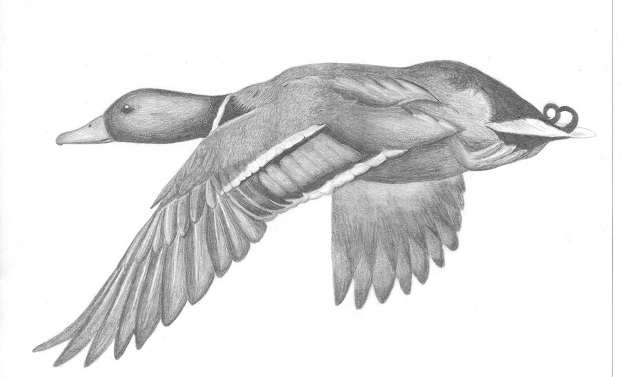 Realistic Mallard Duck Drawing