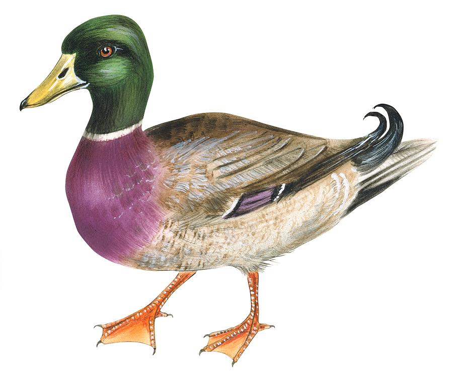 900x749 mallard drawing - Mallard Drawing