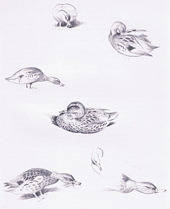 245x300 mallard drawings fine art america - Mallard Drawing
