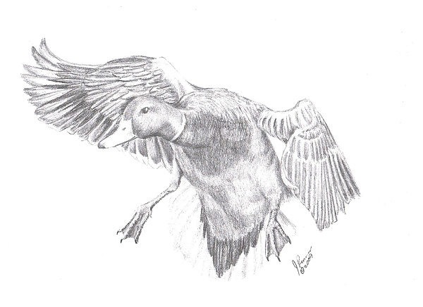 600x436 mallard duck drawing - Mallard Drawing