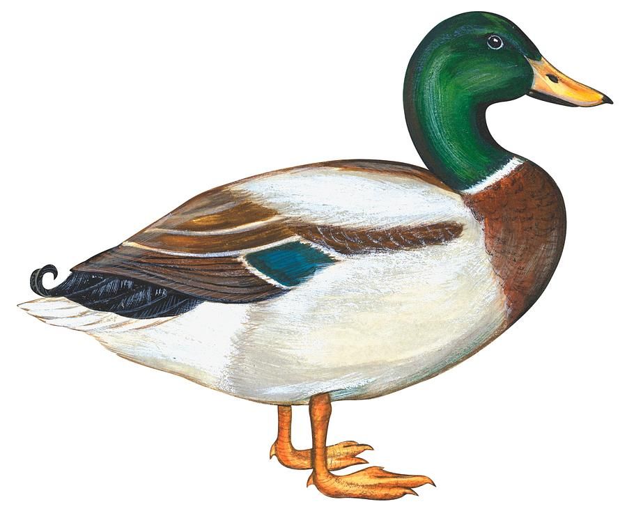900x734 mallard duck art, mallard, duck drawing - Mallard Drawing