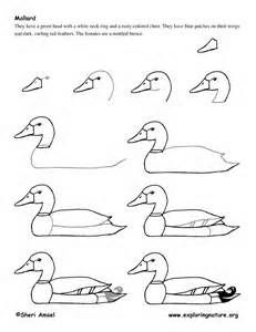231x300 how to draw a mallard duck - Mallard Drawing
