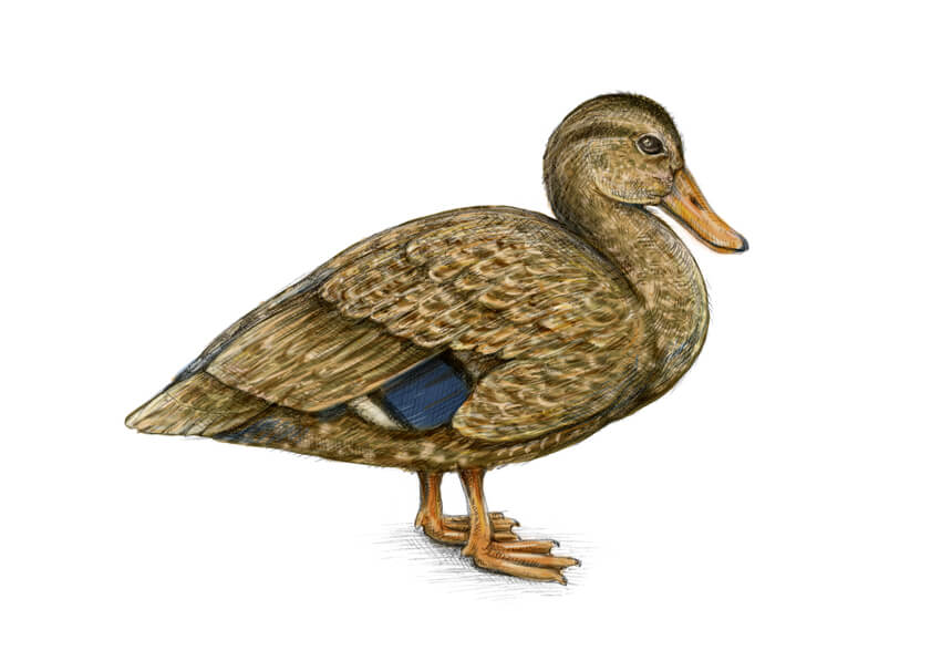 850x597 How To Draw A Duck - Mallard Drawing