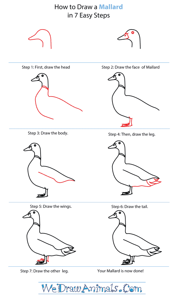 600x1000 how to draw a mallard - Mallard Drawing