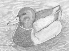 Mallard Duck Drawing