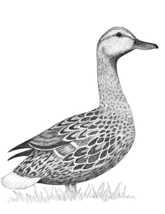 570x739 female mallard duck drawing original artwork digital etsy - Mallard Duck Drawing