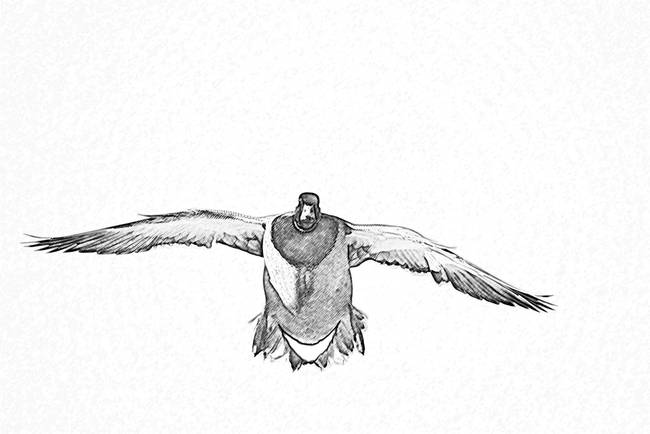 650x434 Flight Duck Drawing - Mallard Duck Drawing
