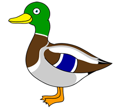 250x226 How To Draw Ducks Drawing Tutorials Drawing How To Draw - Mallard Duck Drawing