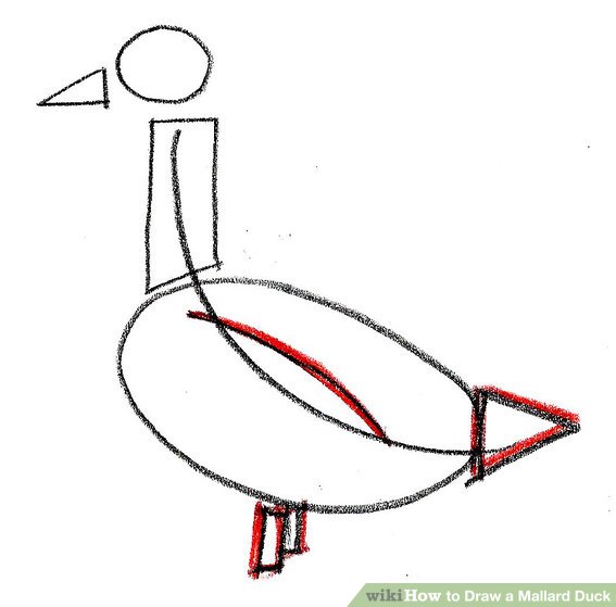 567x559 how to draw a mallard duck steps - Mallard Duck Drawing