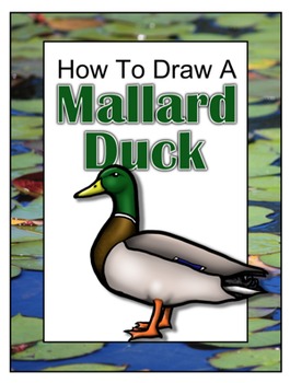 265x350 how to draw a mallard duck - Mallard Duck Drawing