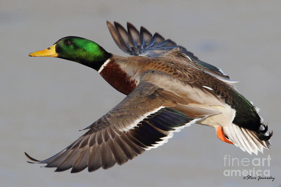 900x599 male mallard duck in flight photograph - Mallard Duck Drawing