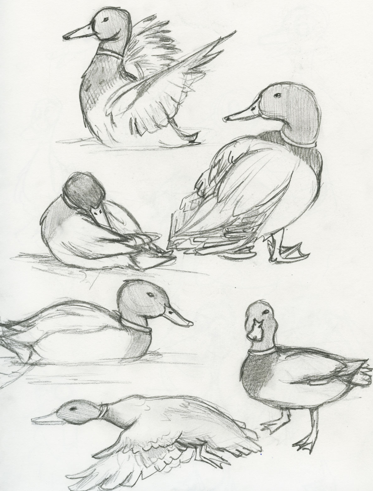 1188x1564 mallard duck the ebestiary - Mallard Duck Drawing
