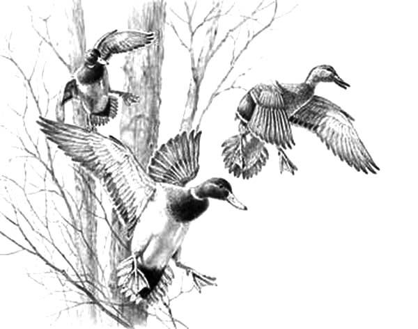600x473 mallard duck coloring pages pictures in duck illustration - Mallard Duck Drawing
