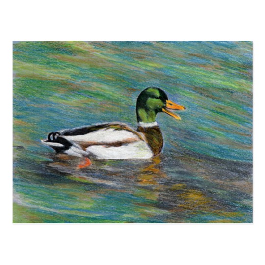 540x540 mallard duck coloured pencil drawing postcard - Mallard Duck Drawing