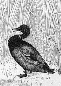 211x300 mallard duck drawing - Mallard Duck Drawing