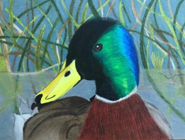 375x284 mallard duck i drawing - Mallard Duck Drawing