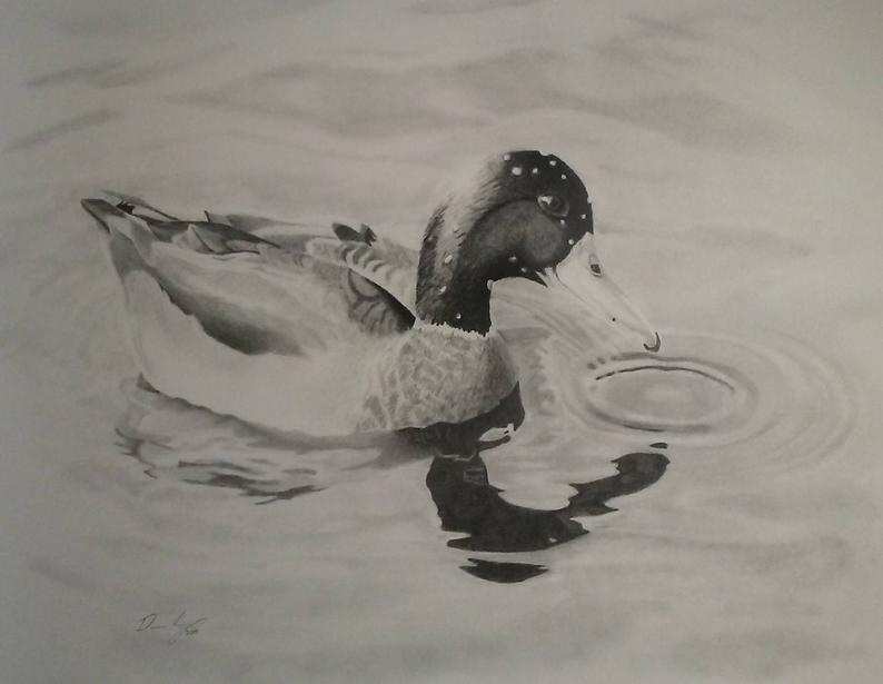 794x615 mallard duck print of original pencil drawing etsy - Mallard Duck Drawing
