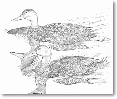 382x322 mallard duck sketch fresh florida mallard ducks florida wildlife - Mallard Duck Drawing