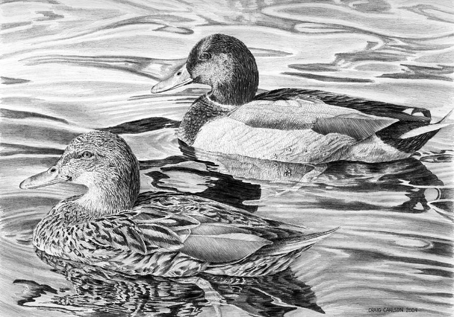 900x629 Mallards Drawing - Mallard Duck Drawing