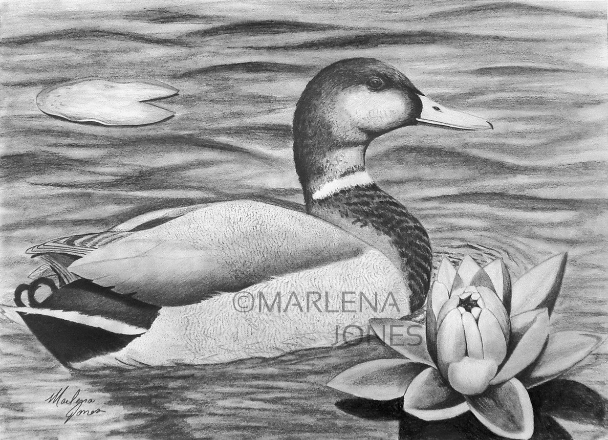 1244x900 original graphite pencil drawing x mallard etsy - Mallard Duck Drawing