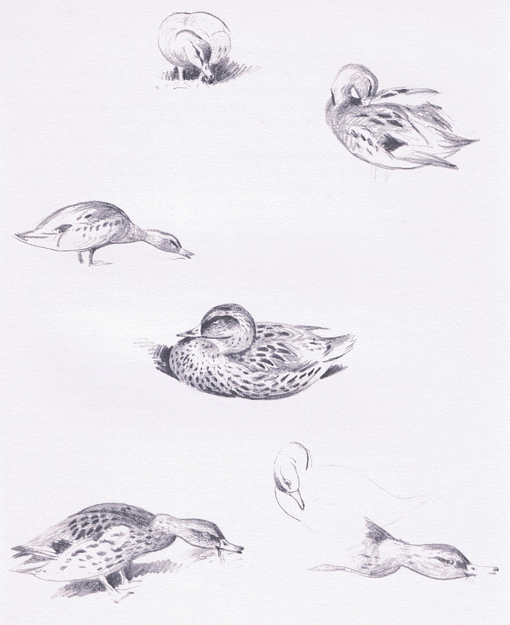735x900 studies of mallard ducks drawing - Mallard Duck Drawing