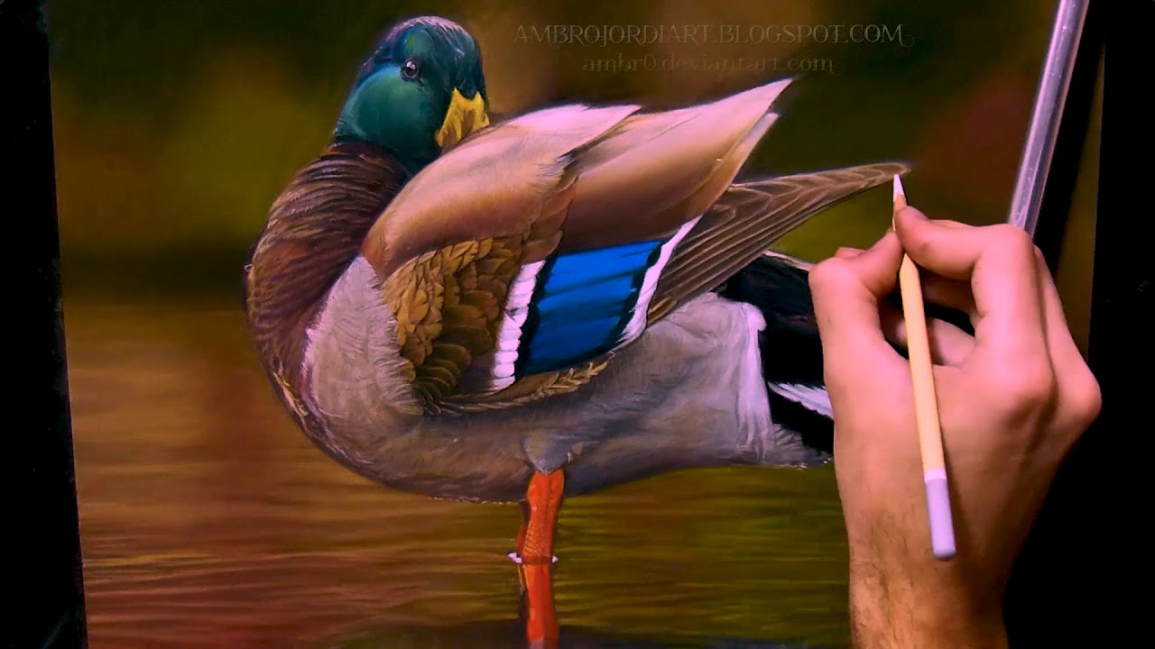 1280x720 drawing a mallard duck - Mallard Duck Drawing