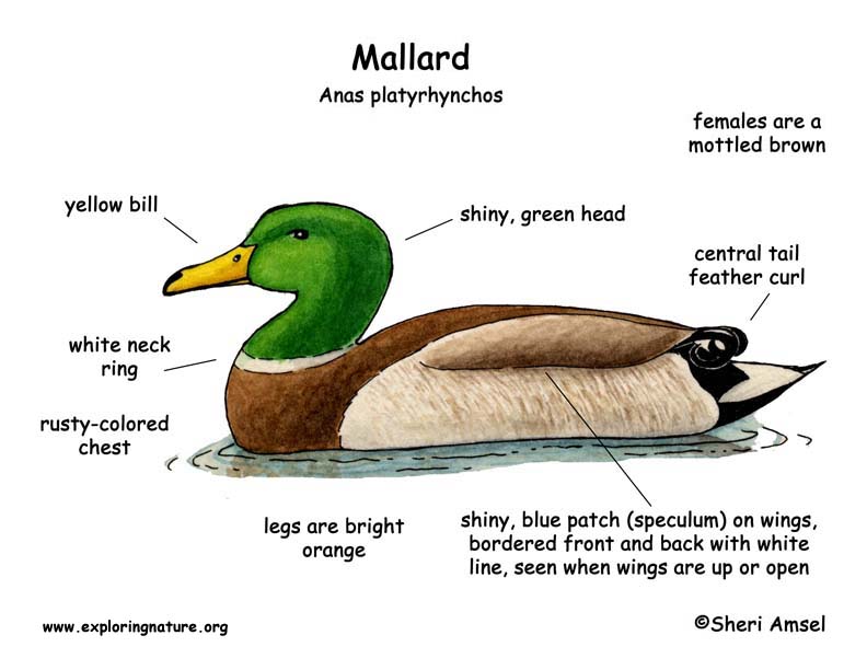 792x612 Duck - Mallard Duck Drawing